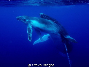 mother and calf humpback whale coming up for air taken wi... by Steve Wright 